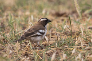 White-browed Sparrow-weaver (Plocepasser mahali)