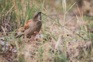 Parrot-billed Sparrow (Passer gongonensis)