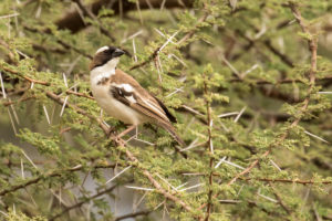 White-browed Sparrow-weaver (Plocepasser mahali)