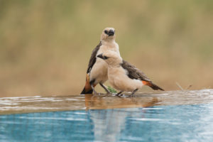 White-headed Buffalo-Weaver (Dinemellia dinemelli)