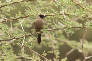 Black-cheeked Waxbill (Estrilda charmosyna)