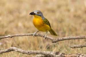 Gray-headed Bushshrike (Malaconotus blanchoti)