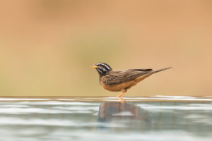 Cinnamon-breasted Bunting (Emberiza tahapisi)