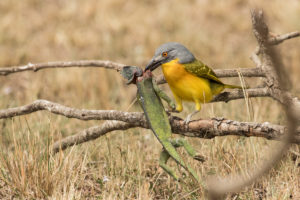 Gray-headed Bushshrike (Malaconotus blanchoti)