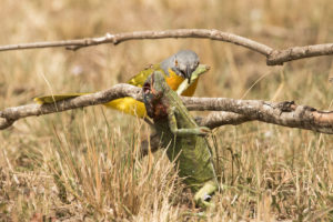 Gray-headed Bushshrike (Malaconotus blanchoti)