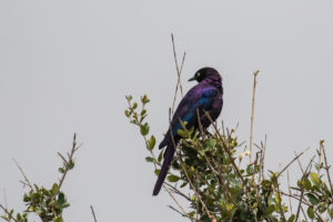 Rüppell's Starling (Lamprotornis purpuroptera)