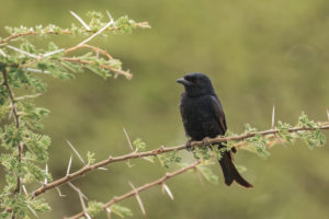 Fork-tailed Drongo (Dicrurus adsimilis)