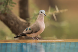 Emerald-spotted Wood-Dove (Turtur chalcospilos)