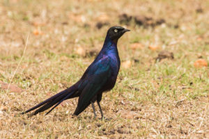 Rüppell's Starling (Lamprotornis purpuroptera)