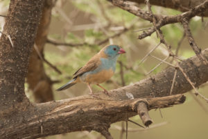 Blue-capped Cordonbleu (Uraeginthus cyanocephalus)