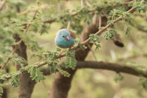 Blue-capped Cordonbleu (Uraeginthus cyanocephalus)