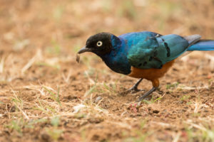 Superb Starling (Lamprotornis superbus)