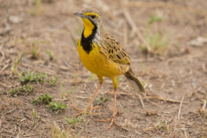 Yellow-throated Longclaw (Macronyx croceus)