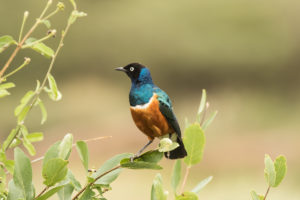 Superb Starling (Lamprotornis superbus)