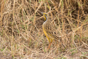 Yellow-throated Longclaw (Macronyx croceus)