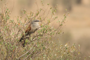 White-browed Coucal (Centropus superciliosus)