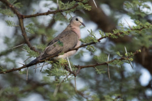 Emerald-spotted Wood-Dove (Turtur chalcospilos)