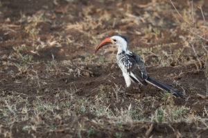 Northern Red-billed Hornbill (Tockus erythrorhynchus)