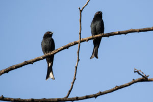 Fork-tailed Drongo (Dicrurus adsimilis)