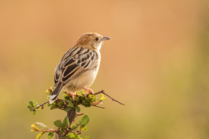 Stout Cisticola (Cisticola robustus)