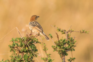 Stout Cisticola (Cisticola robustus)