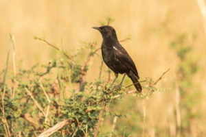 Sooty Chat (Myrmecocichla nigra)