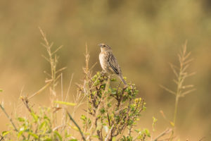 Yellow Bishop (Euplectes capensis)