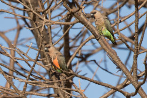 Red-bellied Parrot (Poicephalus rufiventris)