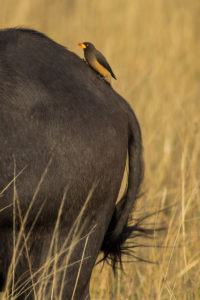 Yellow-billed Oxpecker (Buphagus africanus)