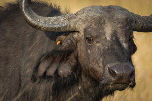 Yellow-billed Oxpecker (Buphagus africanus)