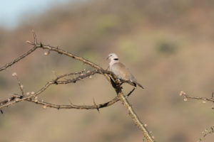 Ring-necked Dove (Streptopelia capicola)