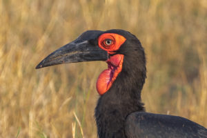 Southern Ground-hornbill (Bucorvus leadbeateri)