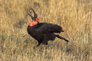 Southern Ground-hornbill (Bucorvus leadbeateri)