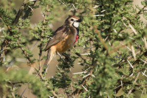 Rosy-patched Bushshrike (Rhodophoneus cruentus)