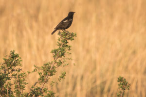 Sooty Chat (Myrmecocichla nigra)