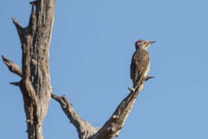 Nubian Woodpecker (Campethera nubica)