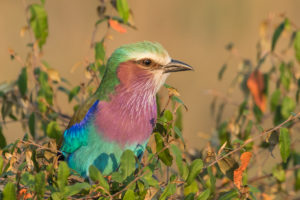 Lilac-breasted Roller (Coracias caudatus)