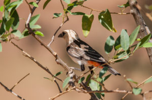 White-headed Buffalo-Weaver (Dinemellia dinemelli)