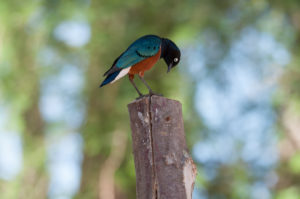 Superb Starling (Lamprotornis superbus)