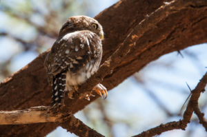 Pearl-spotted Owlet (Glaucidium perlatum)