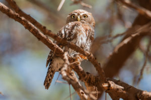 Pearl-spotted Owlet (Glaucidium perlatum)