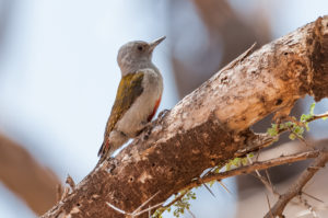 African Gray Woodpecker (Chloropicus goertae)