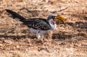 Eastern Yellow-billed Hornbill (Tockus flavirostris)