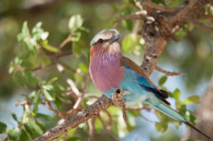 Lilac-breasted Roller (Coracias caudatus)