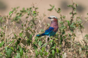 Lilac-breasted Roller (Coracias caudatus)