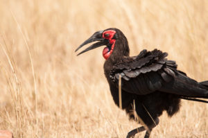 Southern Ground-hornbill (Bucorvus leadbeateri)