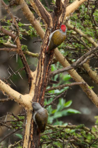 African Gray Woodpecker (Chloropicus goertae)