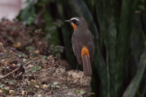 Cape Robin-Chat (Cossypha caffra)