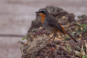 Cape Robin-Chat (Cossypha caffra)