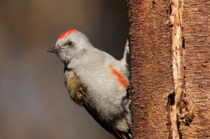 African Gray Woodpecker (Chloropicus goertae)